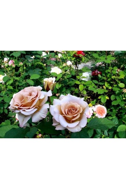 Цвітіння троянда Стефан Руло на клумбі